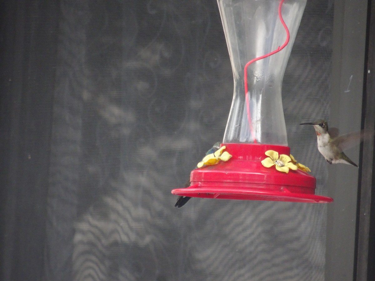 Ruby-throated Hummingbird - ML610143048