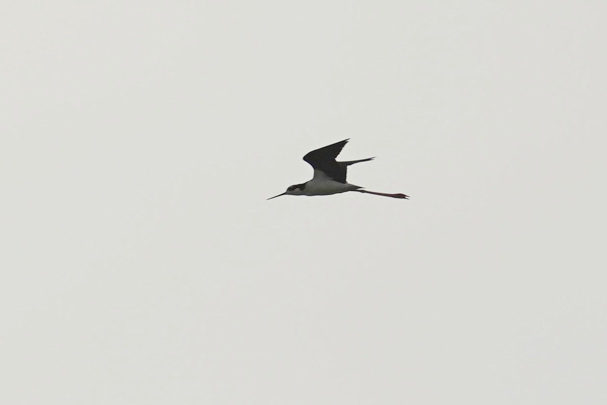 Black-necked Stilt - ML610143093