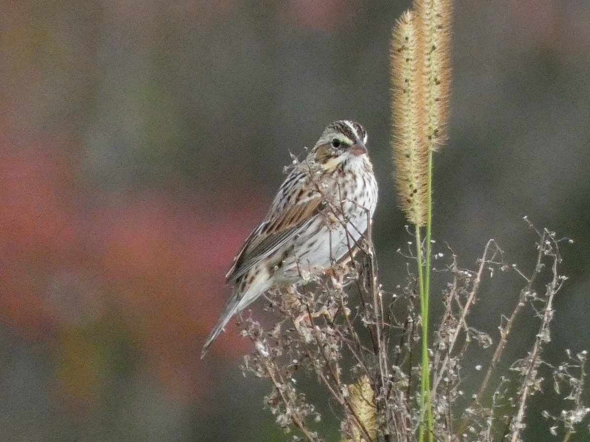 Savannah Sparrow - ML610143101