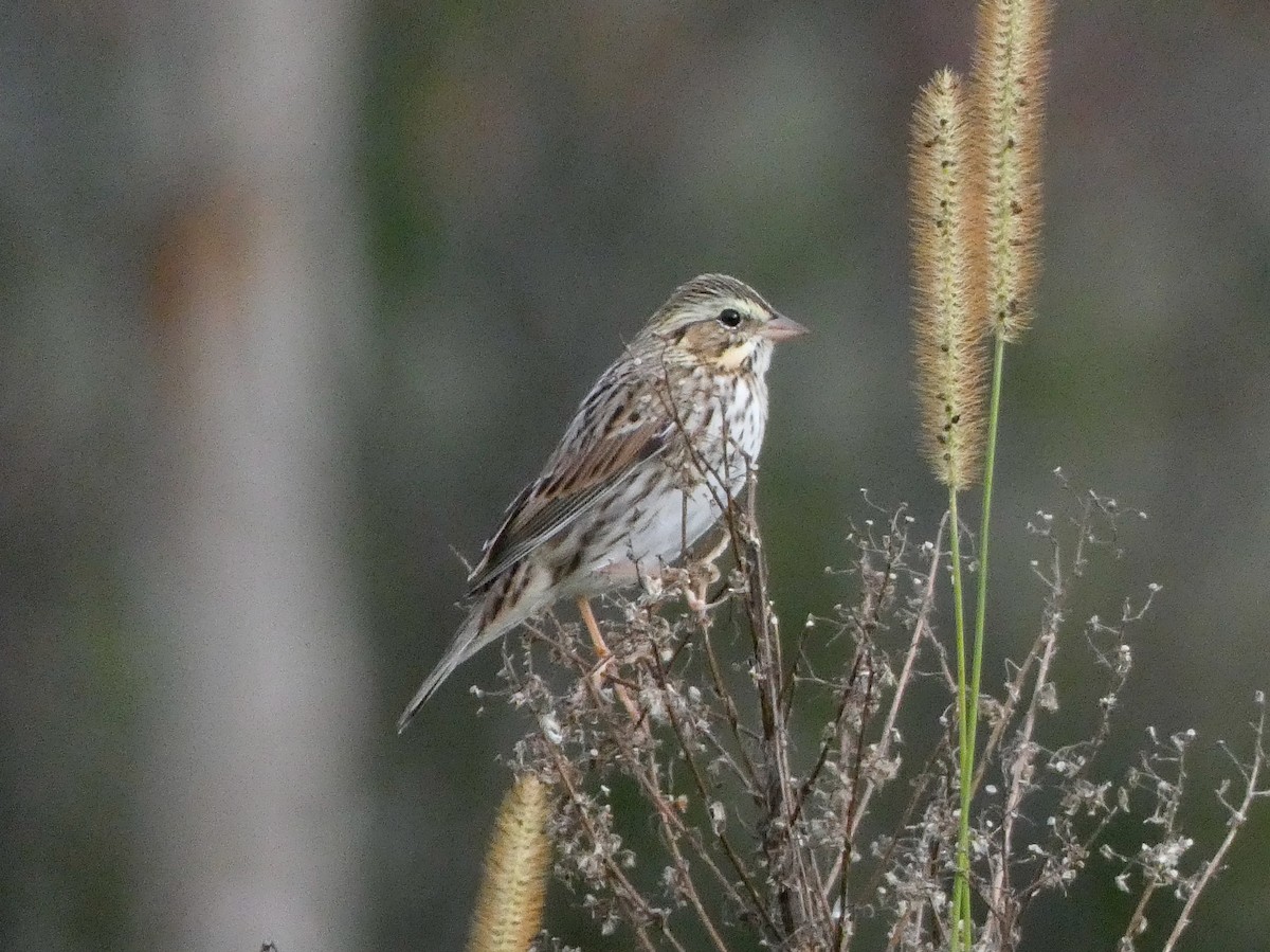 Savannah Sparrow - ML610143102