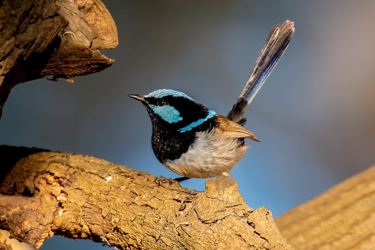 Superb Fairywren - ML610143105