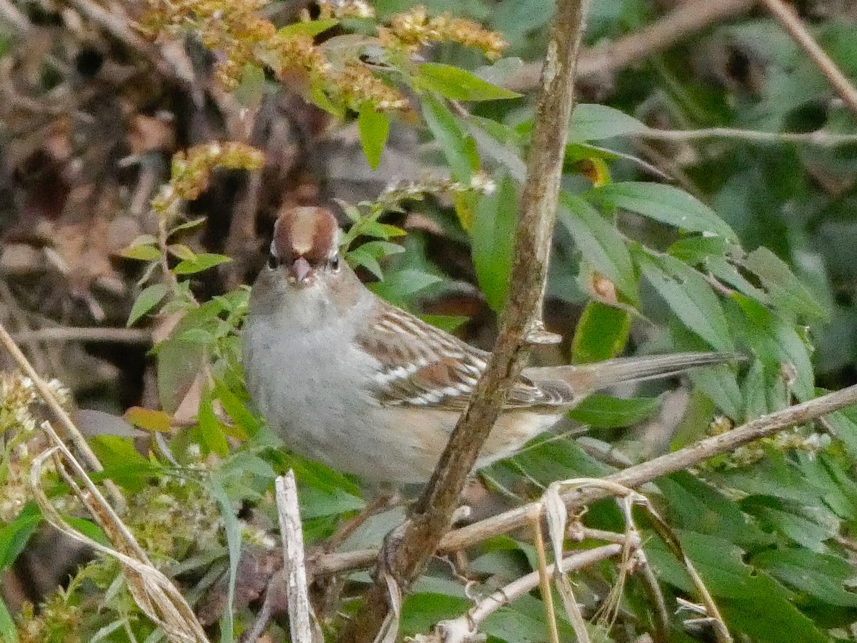 White-crowned Sparrow - ML610143125