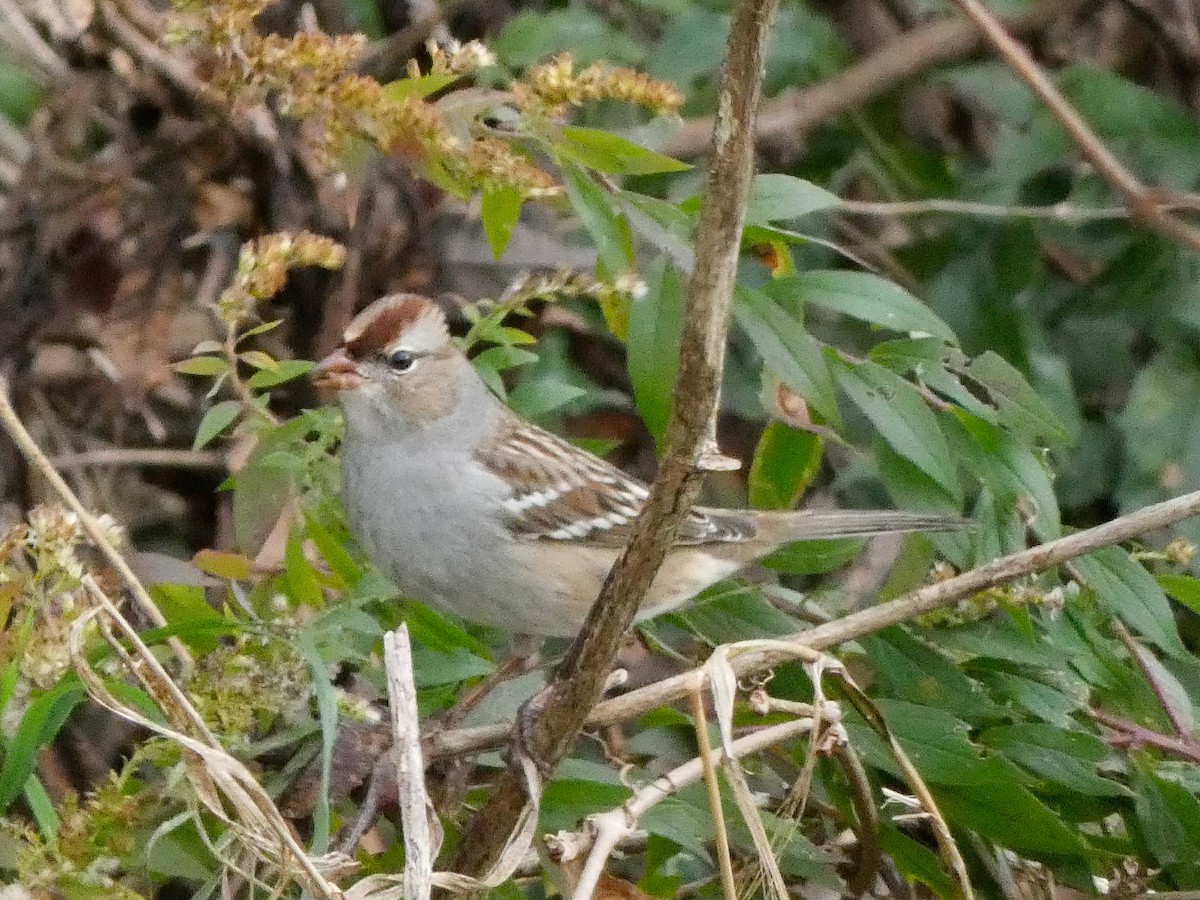 White-crowned Sparrow - ML610143126