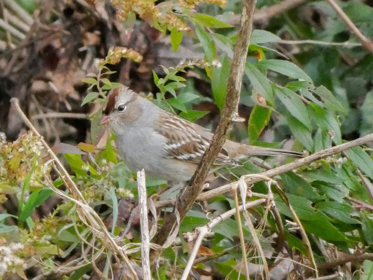 White-crowned Sparrow - ML610143127