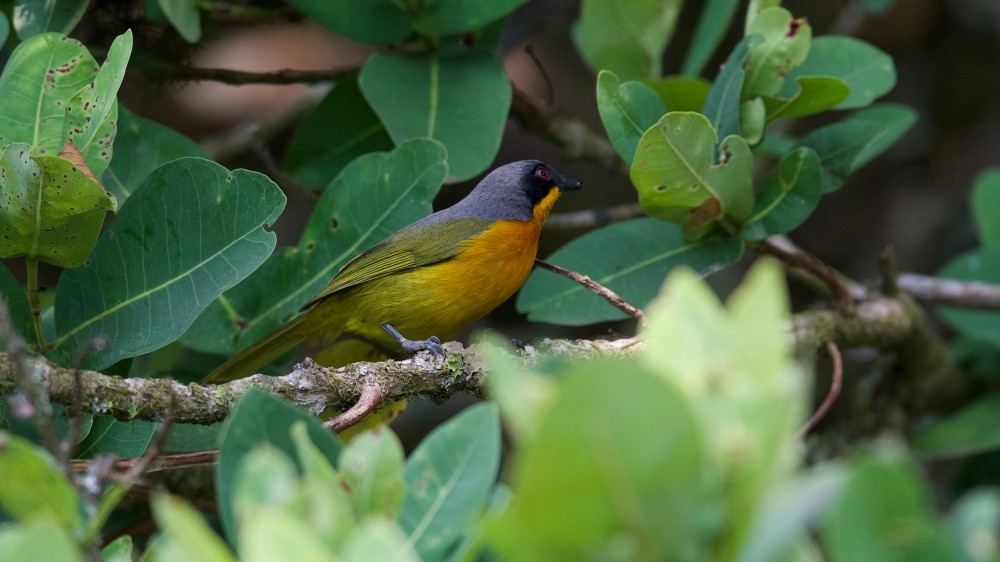 Black-fronted Bushshrike - ML610143134