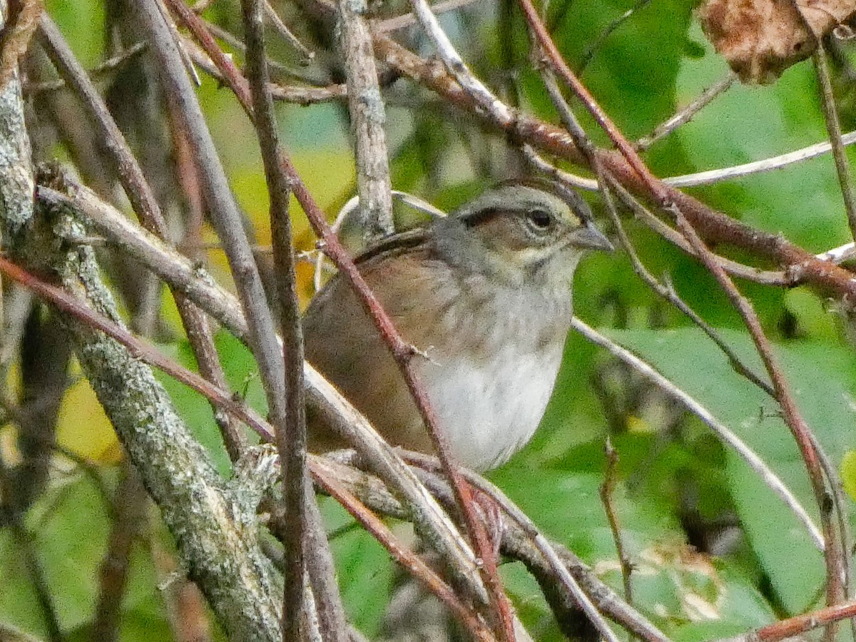 Swamp Sparrow - ML610143149