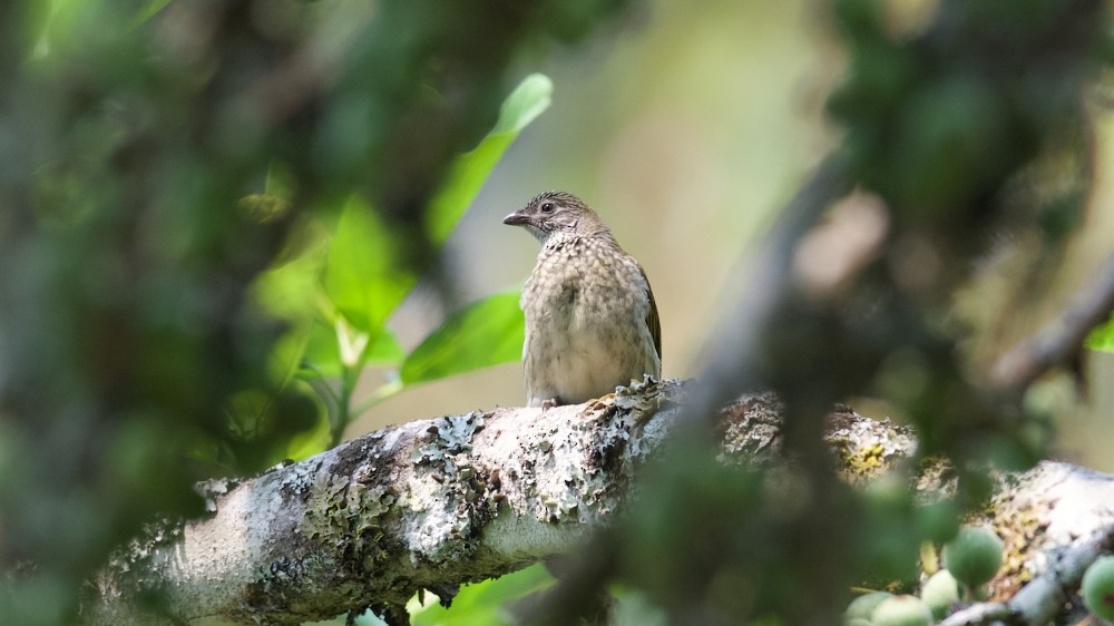 Scaly-throated Honeyguide - ML610143162