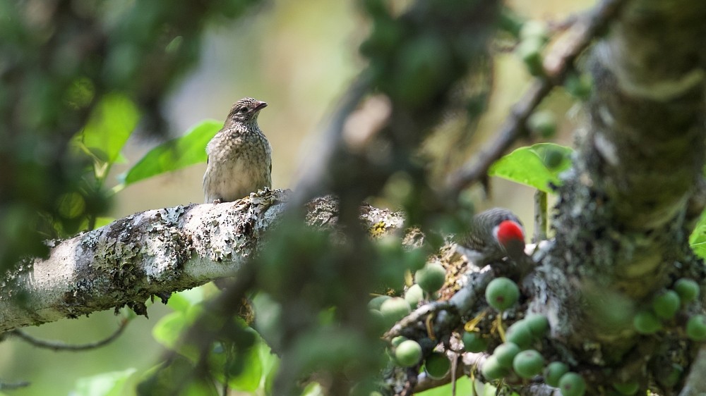 Scaly-throated Honeyguide - ML610143164