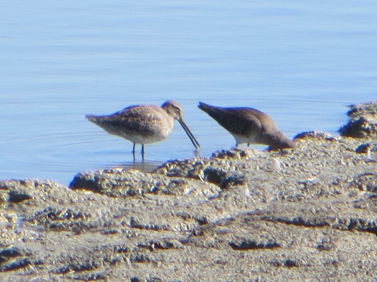 Long-billed Dowitcher - David Youker