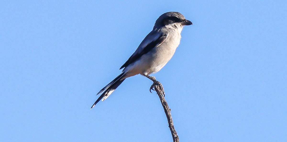 Loggerhead Shrike - ML610143303