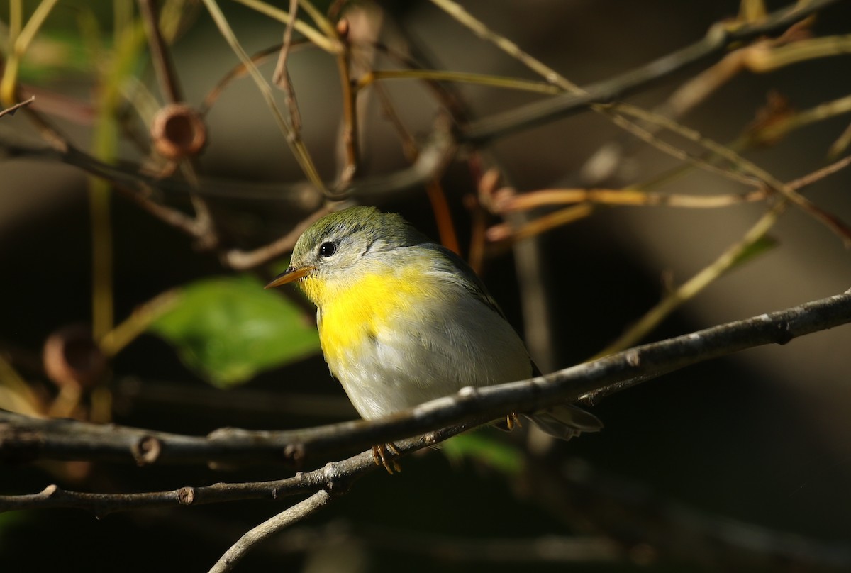 Northern Parula - ML610143307