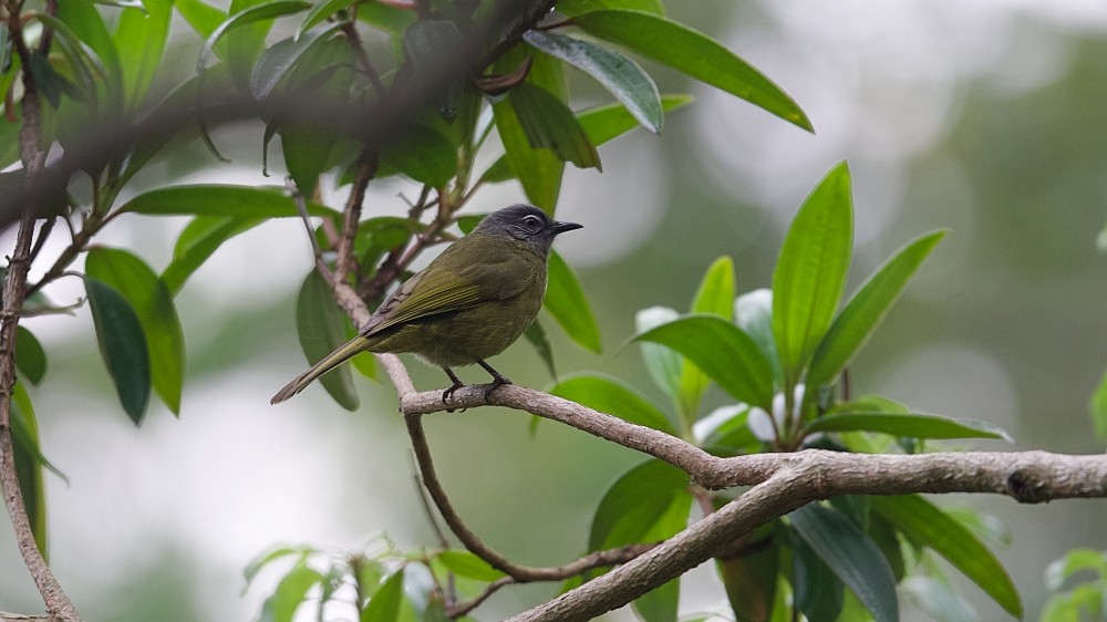 Stripe-cheeked Greenbul - ML610143344