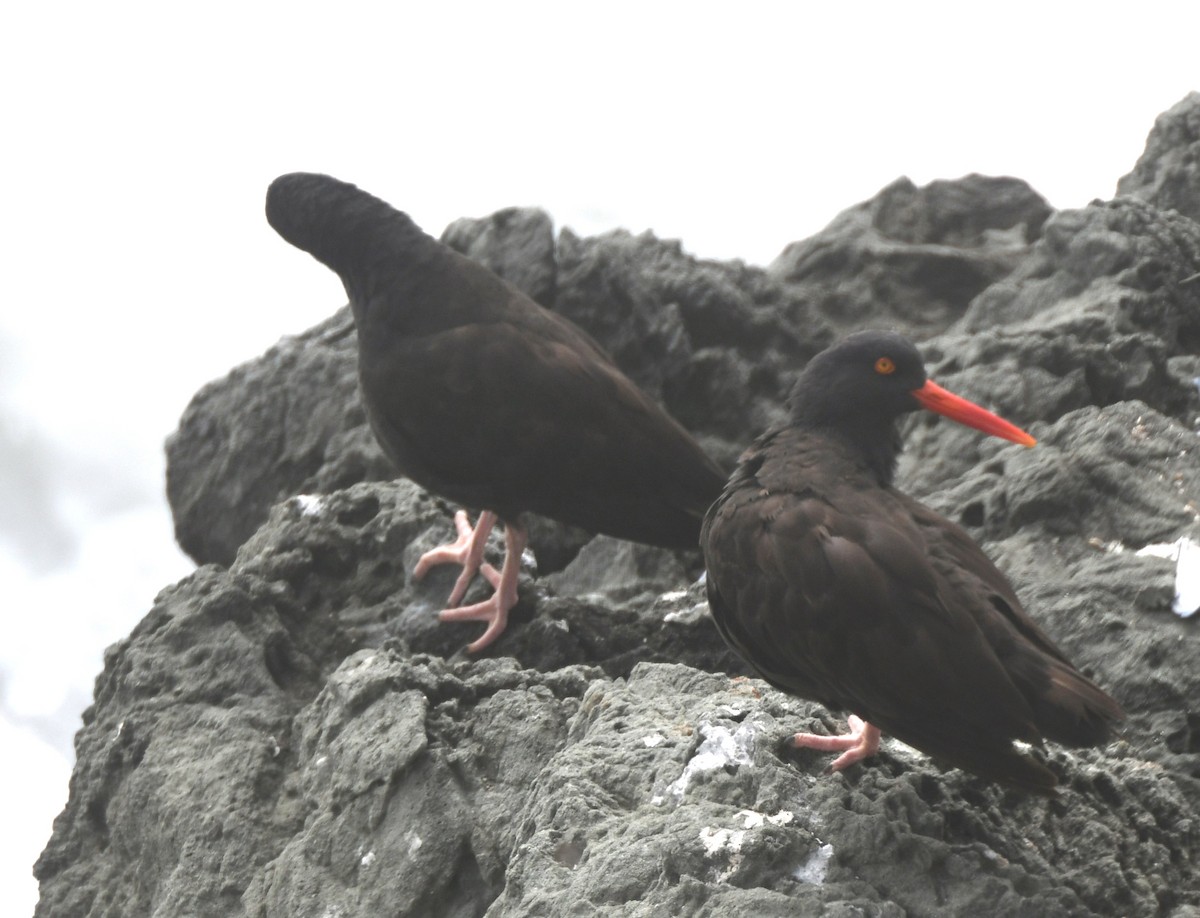 Black Oystercatcher - ML610143454