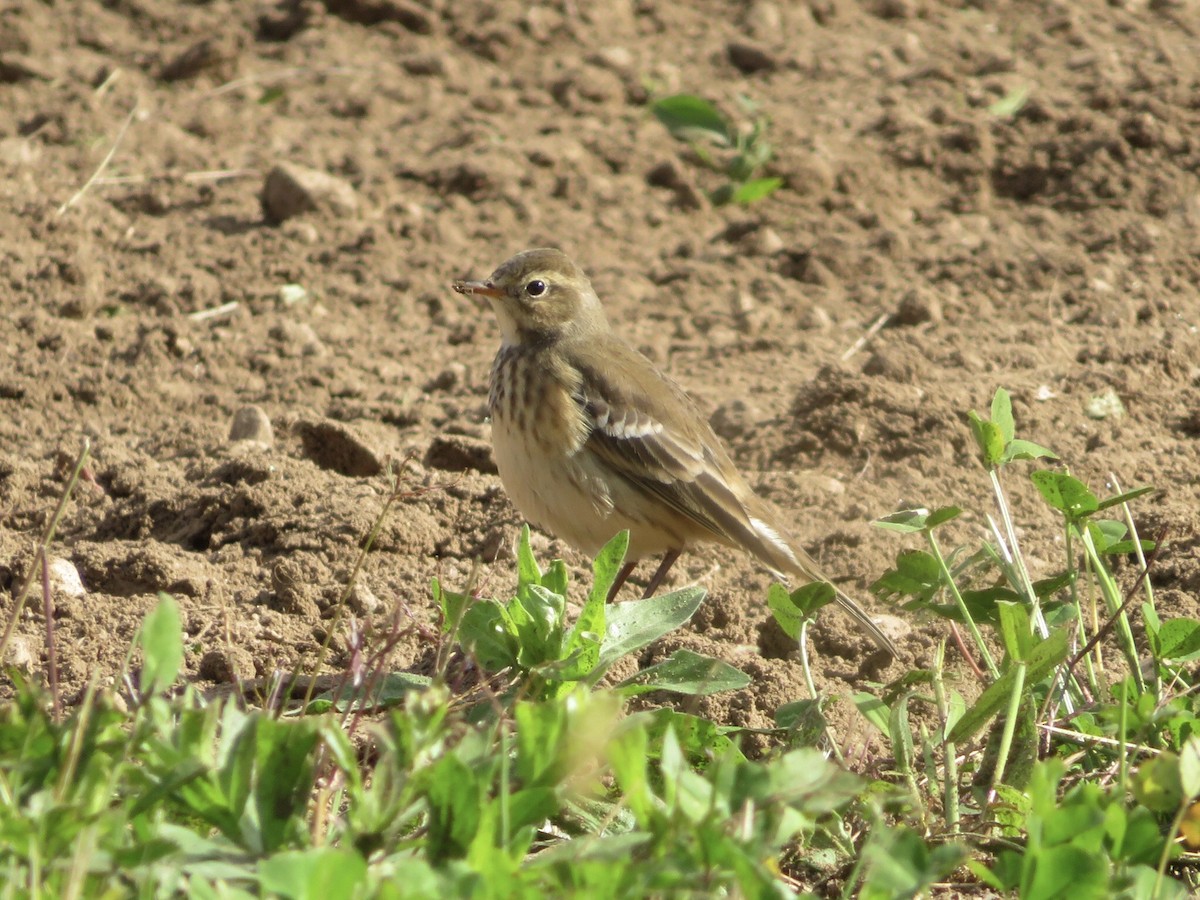 American Pipit - ML610143479