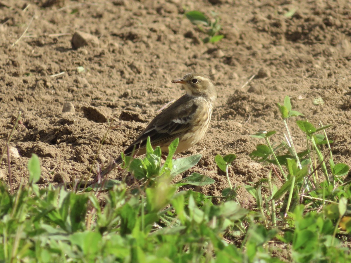 American Pipit - ML610143480