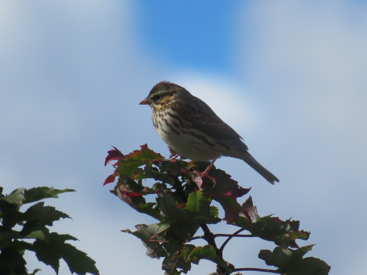 Savannah Sparrow - ML610143487