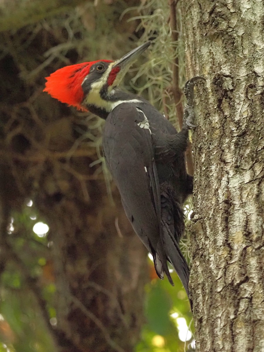 Pileated Woodpecker - ML610143504