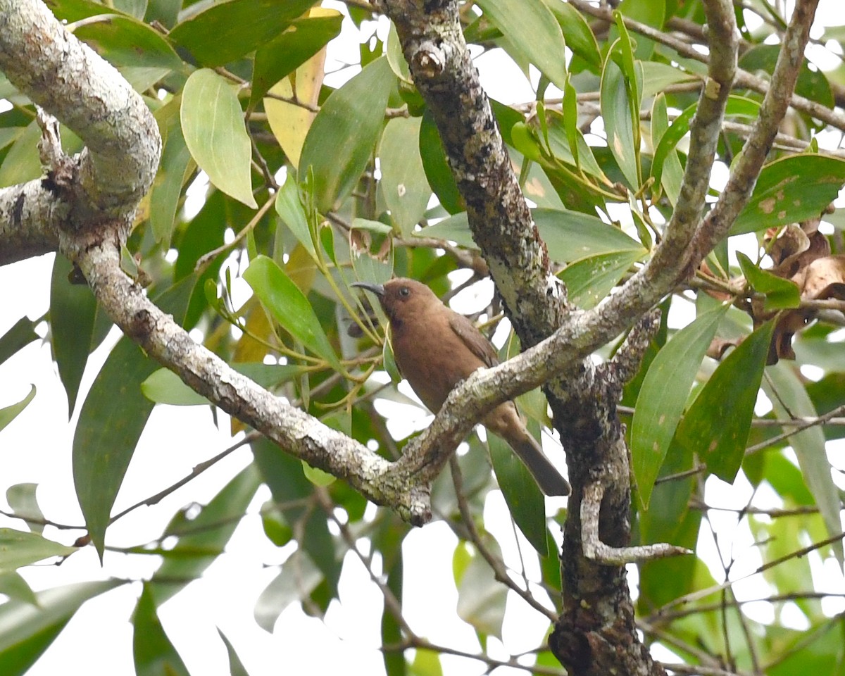 Dusky Myzomela - ML610143515