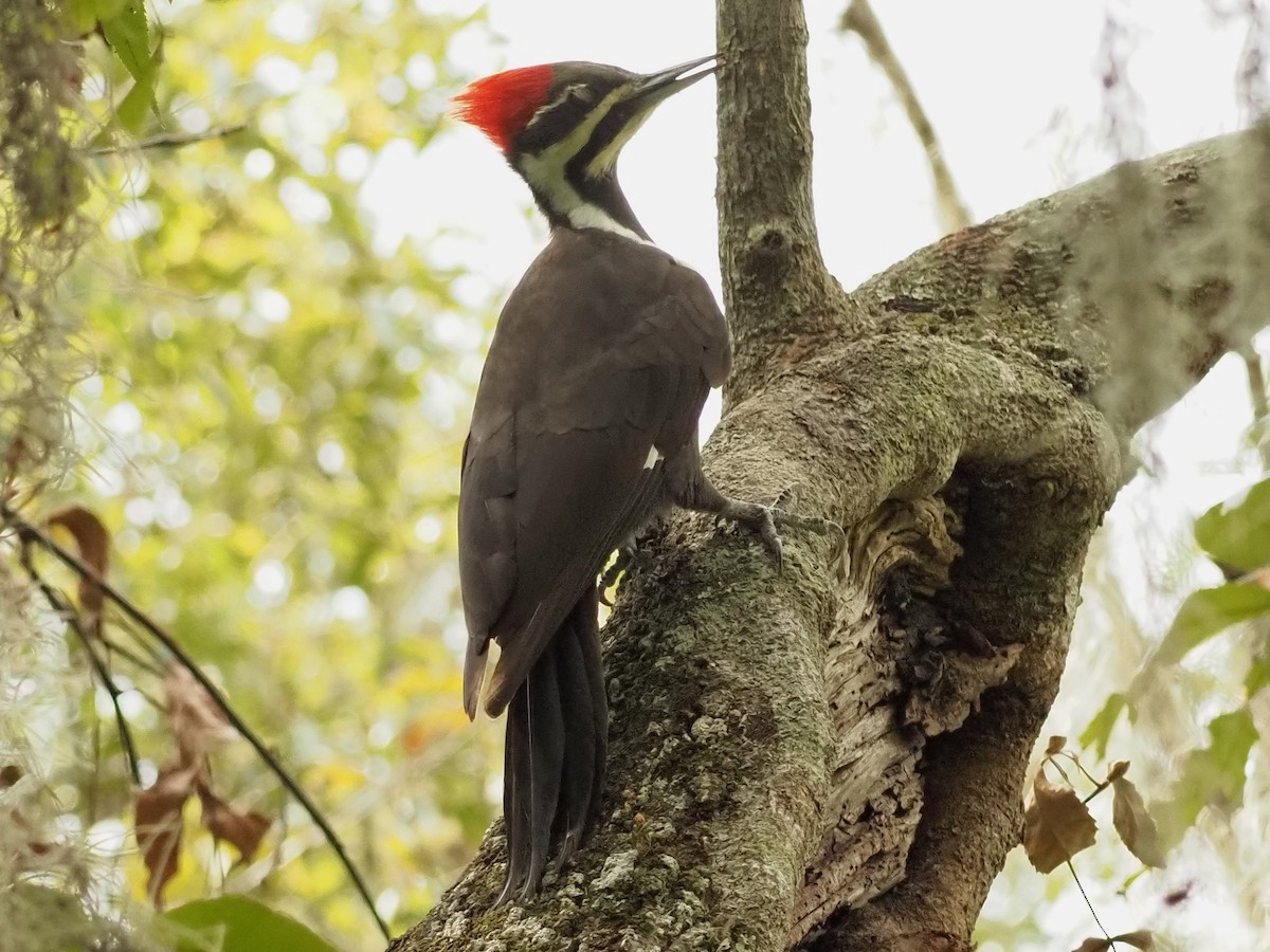 Pileated Woodpecker - ML610143517