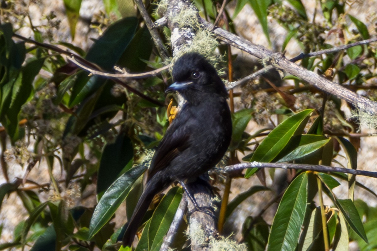 White-winged Black-Tyrant - ML610143599