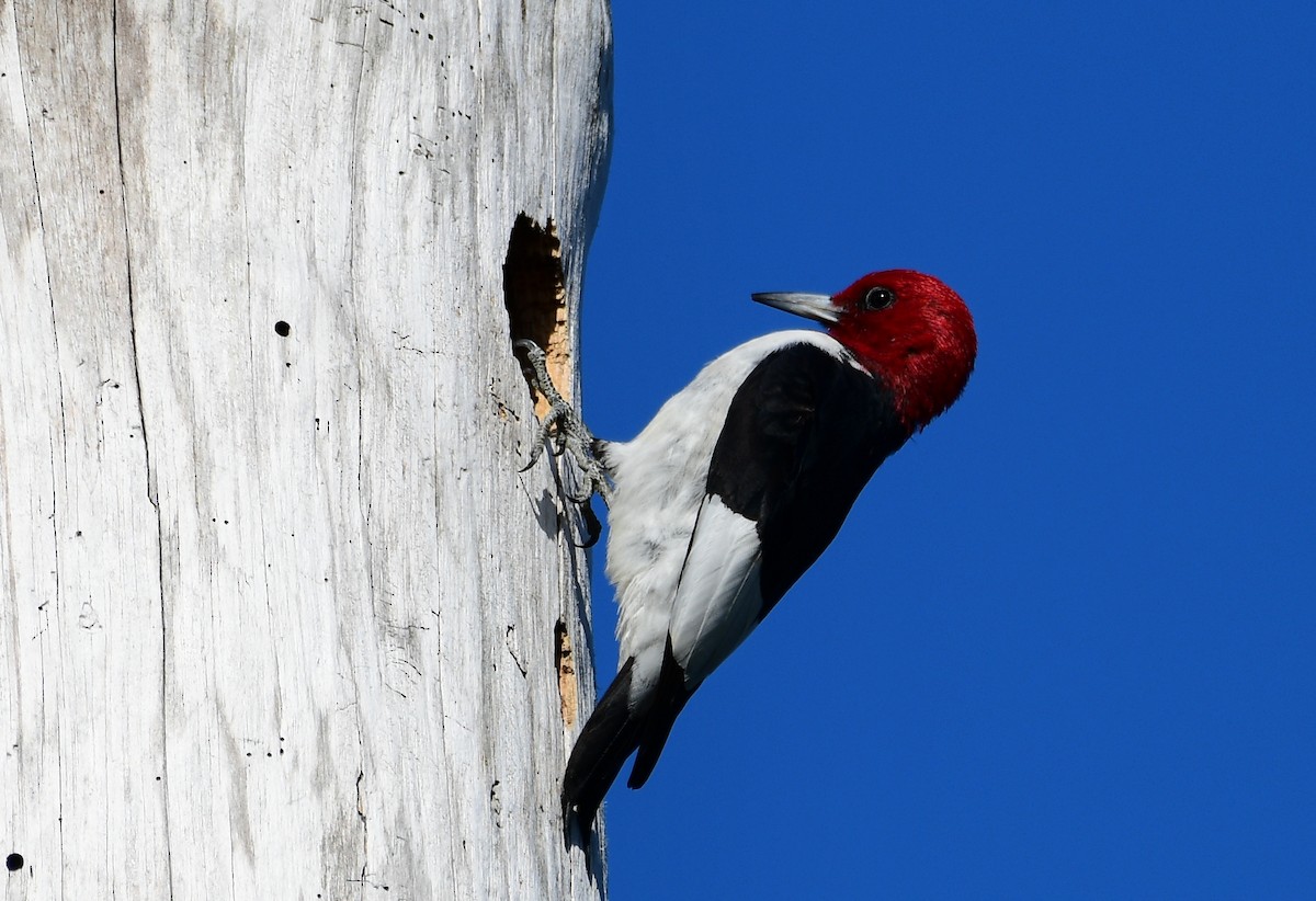 Pic à tête rouge - ML610143795