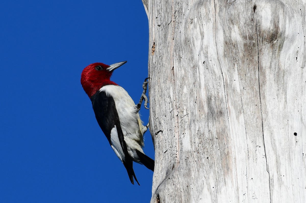 Red-headed Woodpecker - John Hengeveld