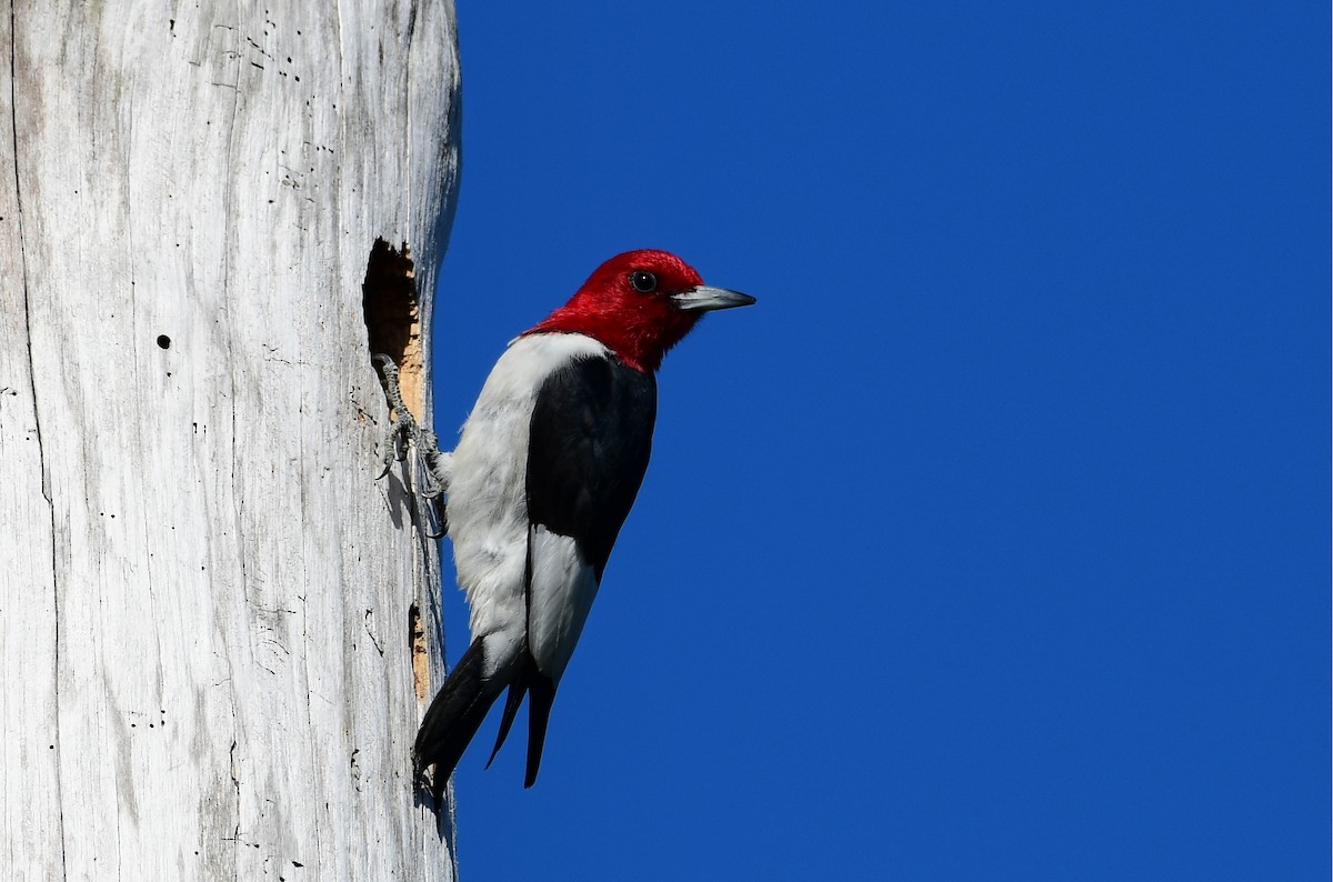 Pic à tête rouge - ML610143797