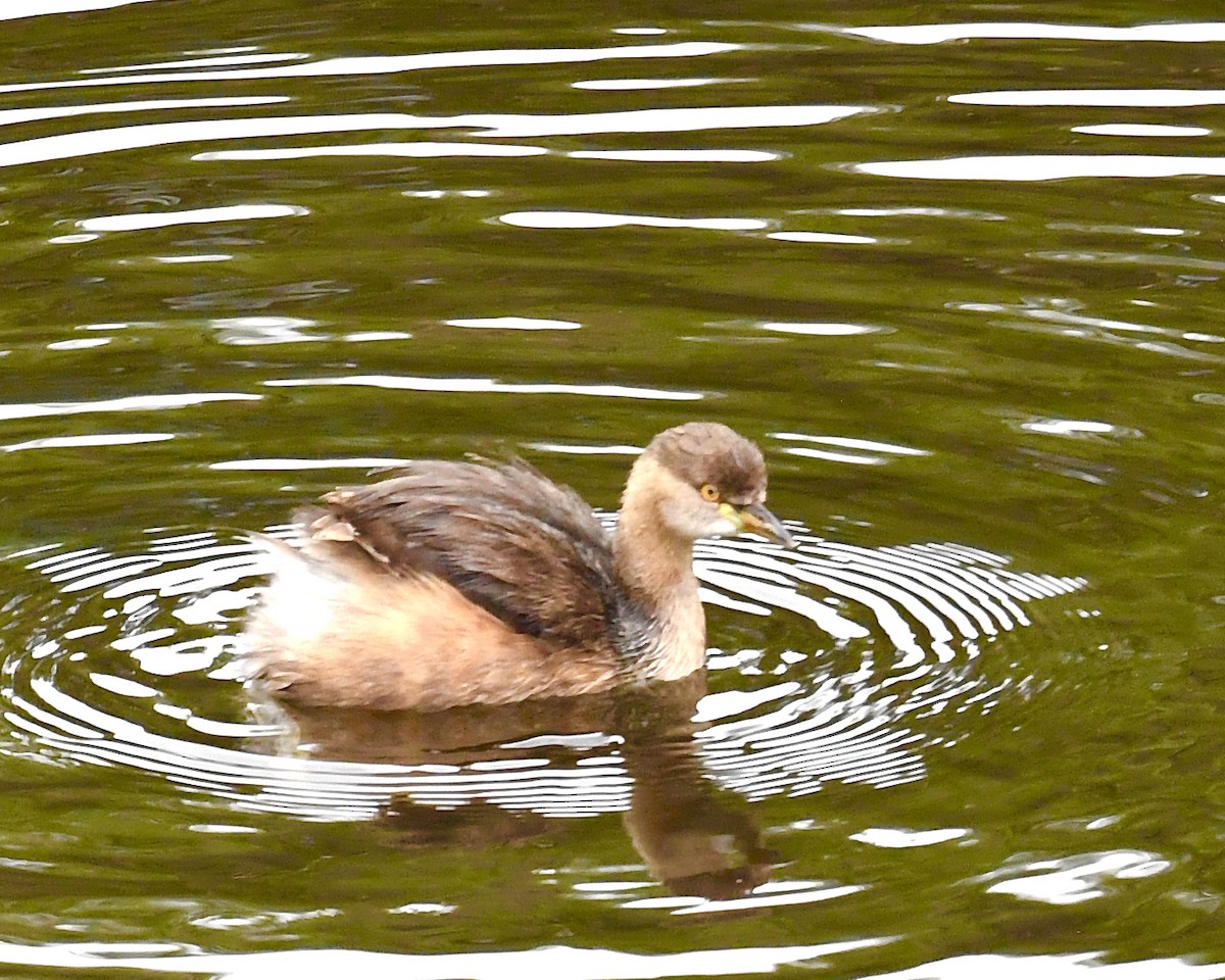 Australasian Grebe - ML610143798