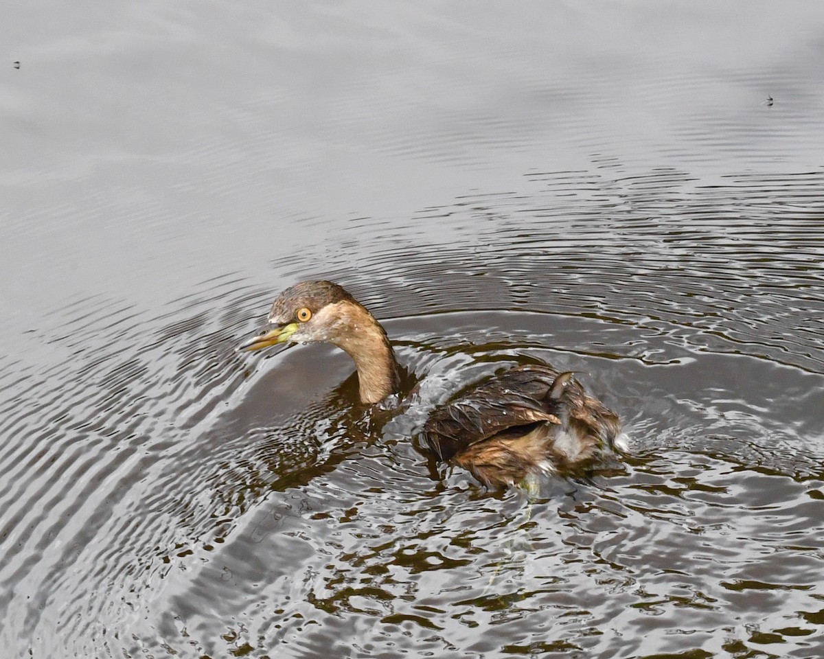 Australasian Grebe - ML610143799