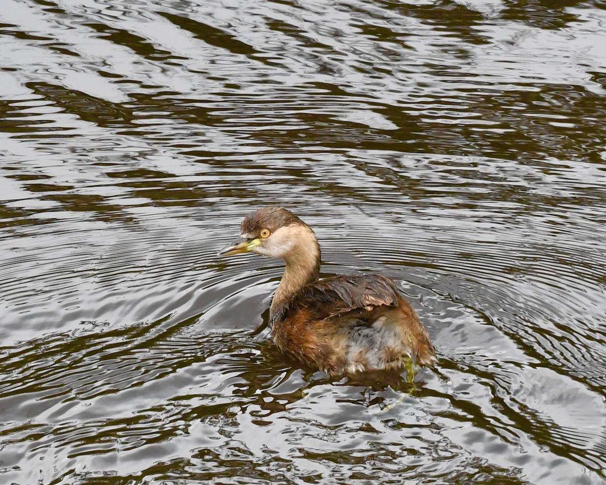 Australasian Grebe - ML610143800