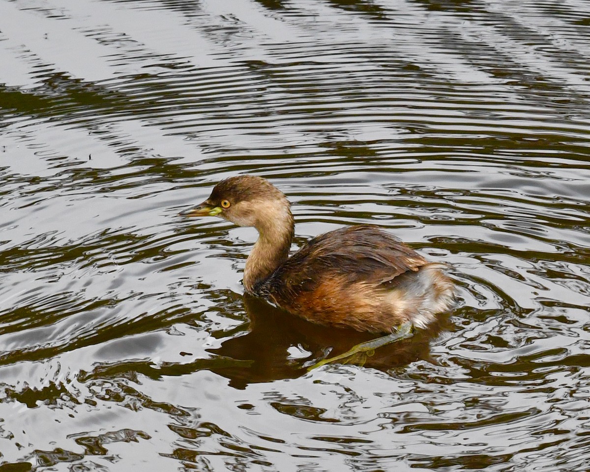 Australasian Grebe - ML610143801