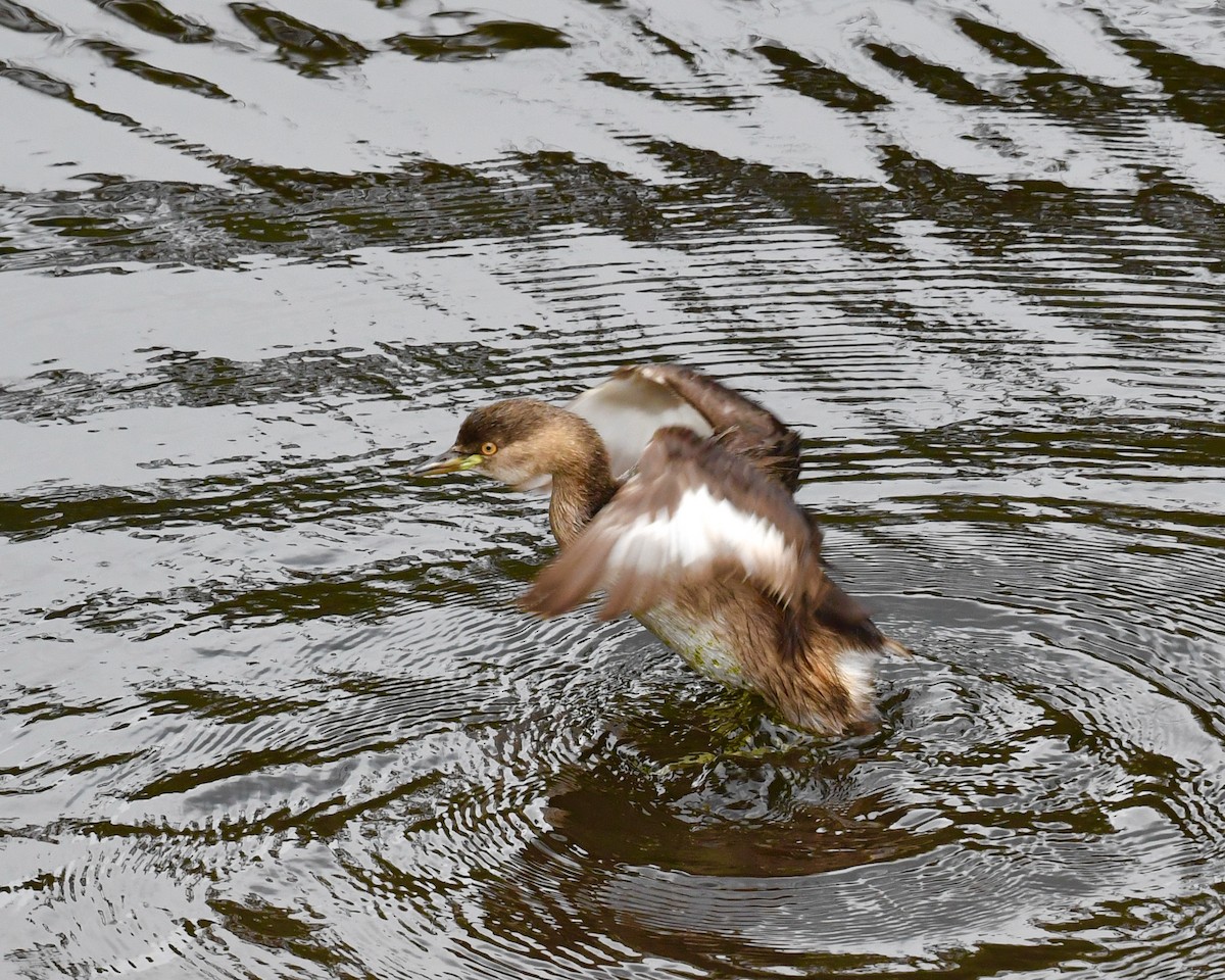 Australasian Grebe - ML610143802