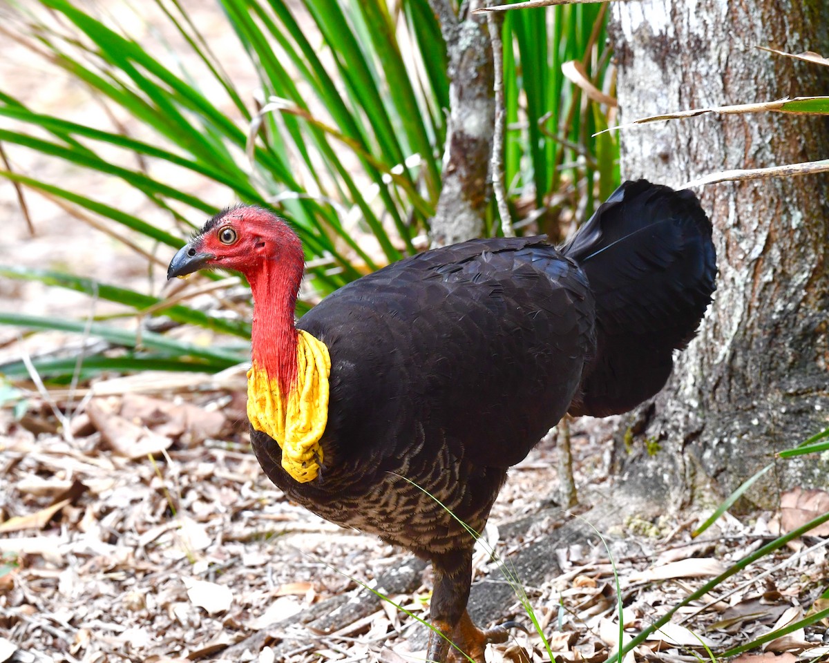 Australian Brushturkey - ML610143901