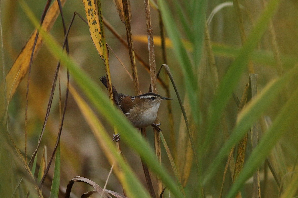 Marsh Wren - ML610143904