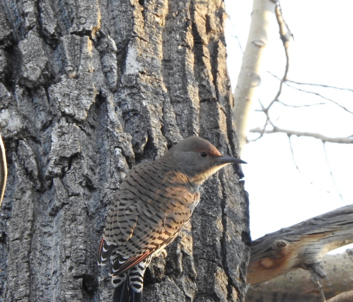 Northern Flicker (Red-shafted) - ML610143908