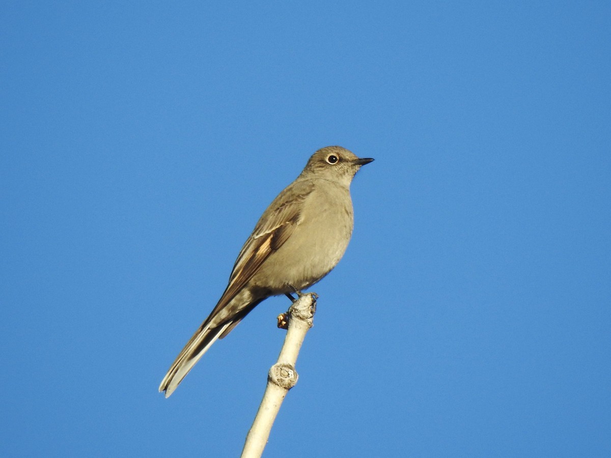 Townsend's Solitaire - ML610143929
