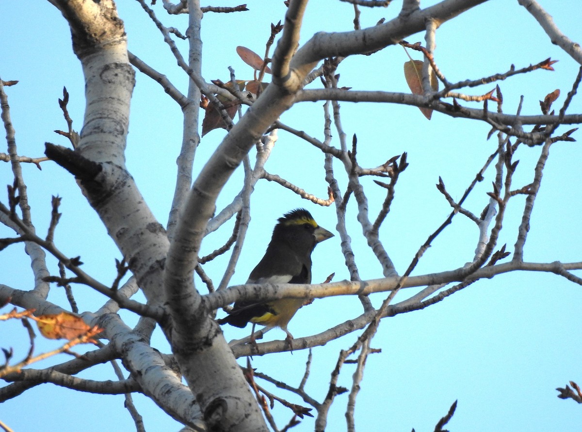 Evening Grosbeak - ML610143931