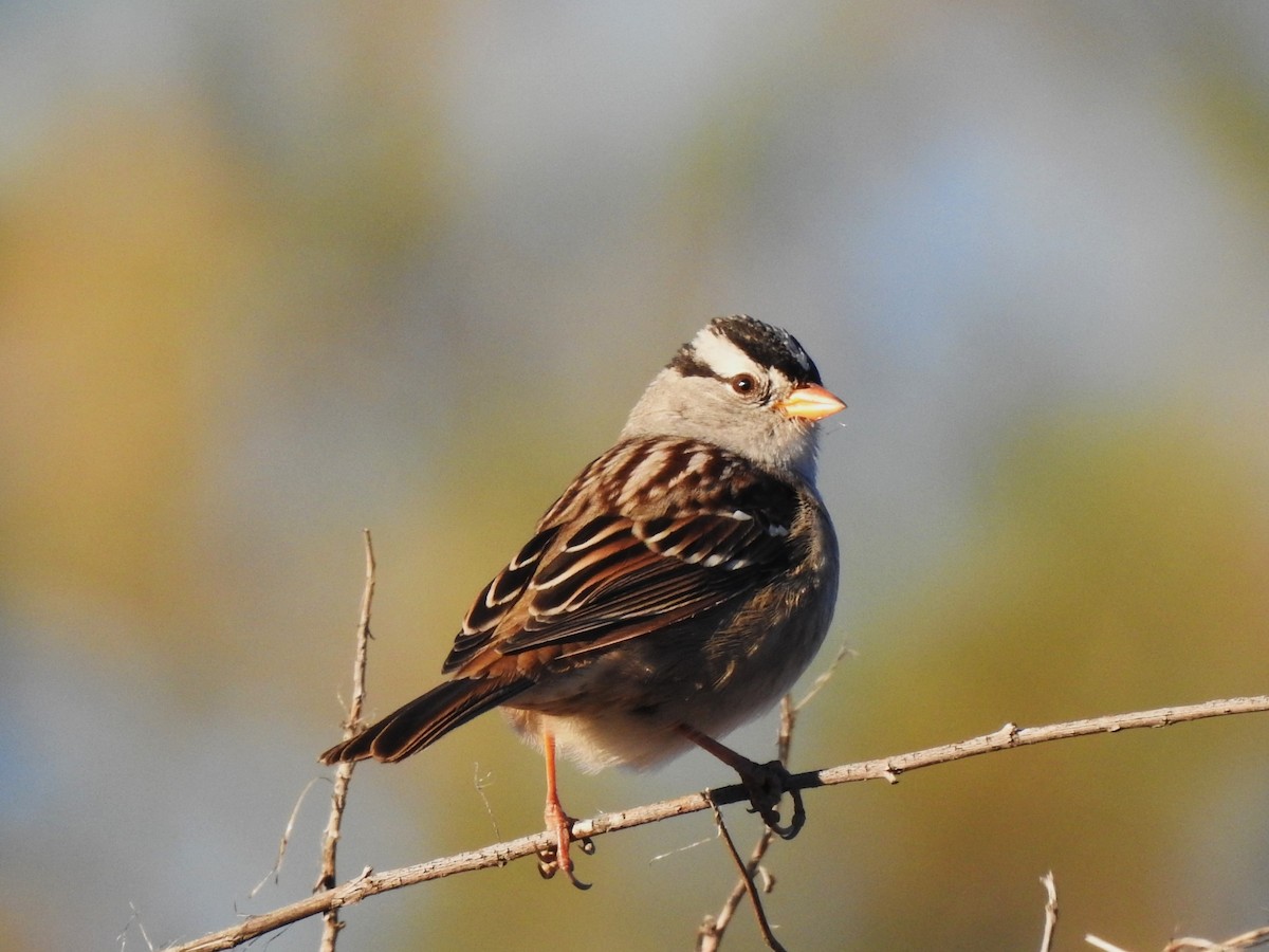 White-crowned Sparrow (Gambel's) - ML610143940