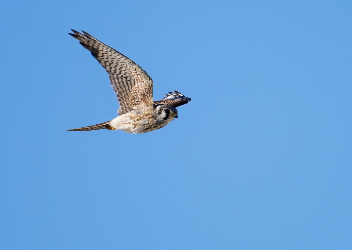 American Kestrel - ML610143952