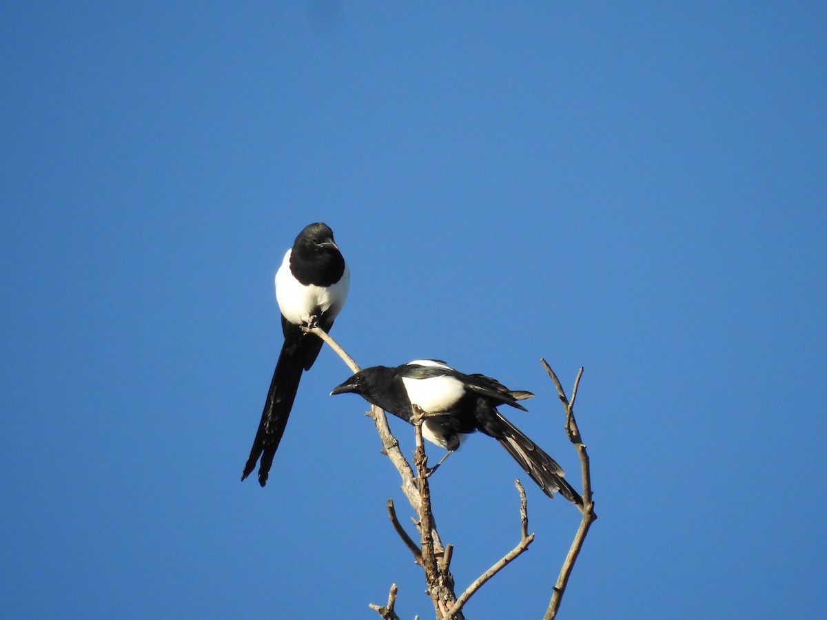 Black-billed Magpie - ML610143955