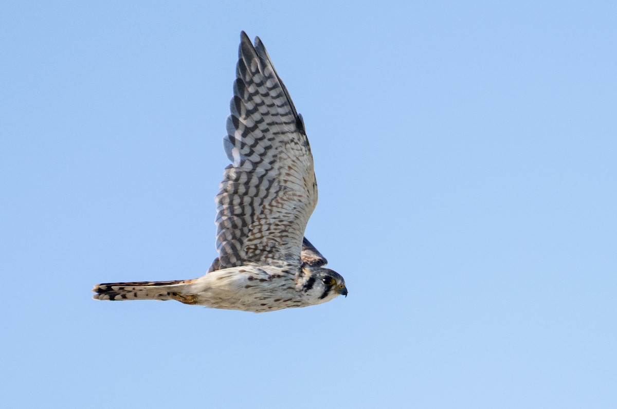 American Kestrel - ML610143960