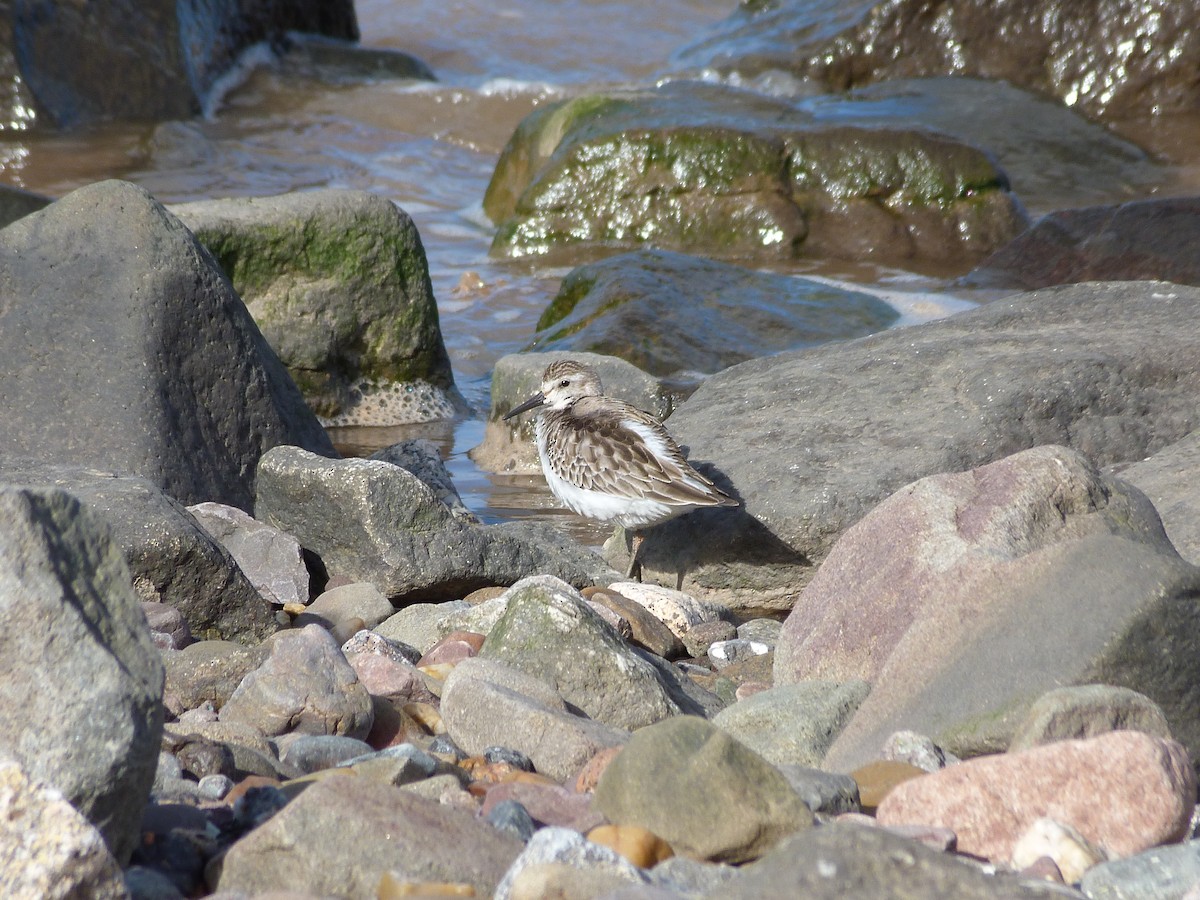 Semipalmated Sandpiper - Rick Whitman