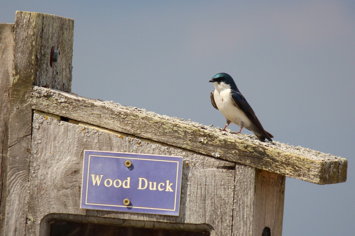 Tree Swallow - ML610144004