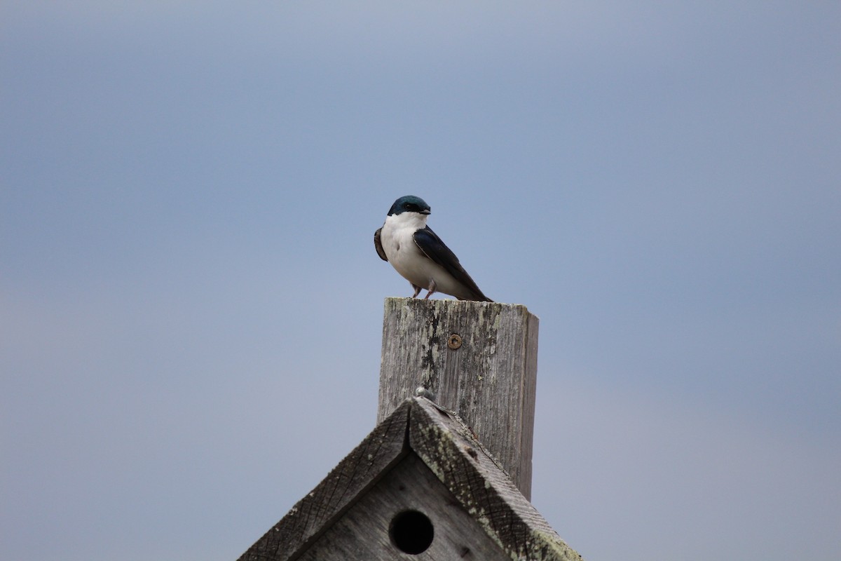 Golondrina Bicolor - ML610144069