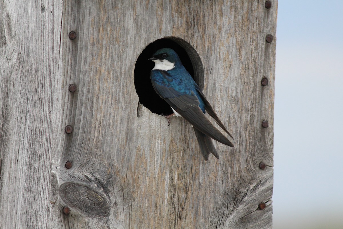 Golondrina Bicolor - ML610144087