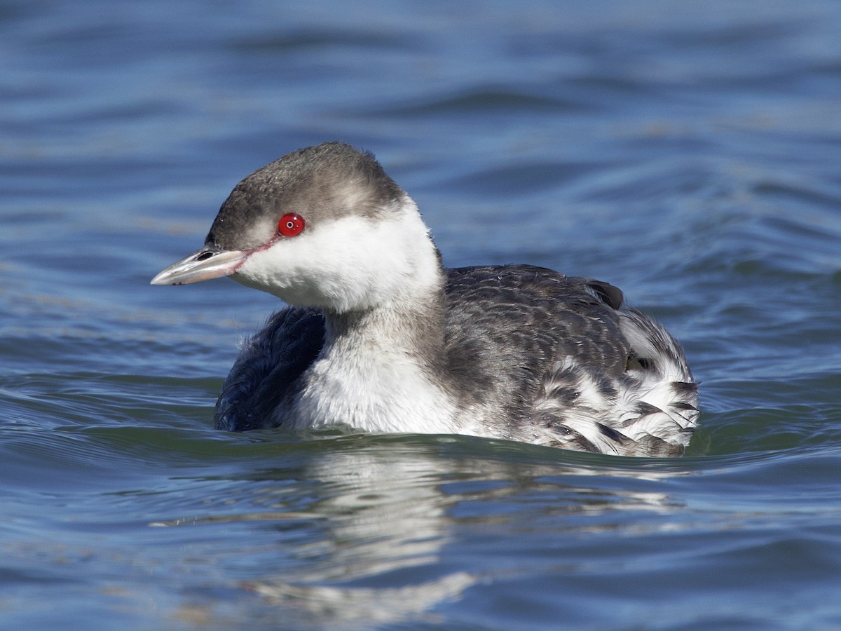 Horned Grebe - ML610144300