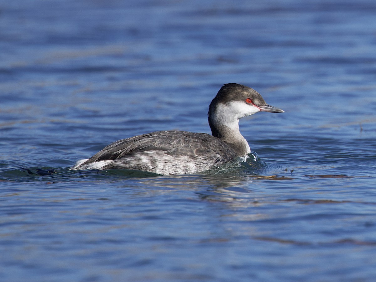 Horned Grebe - ML610144302