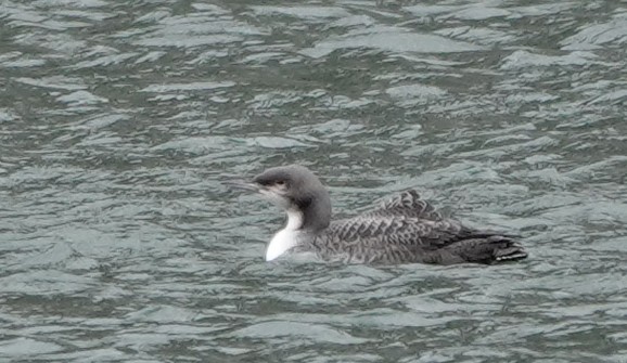 Pacific Loon - Pat Lucas