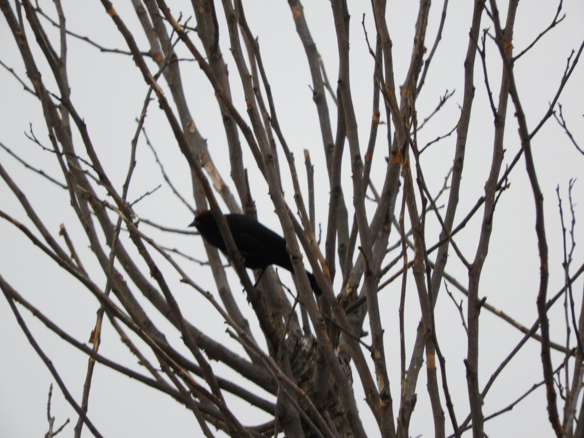 Chestnut-capped Blackbird - ML610144339