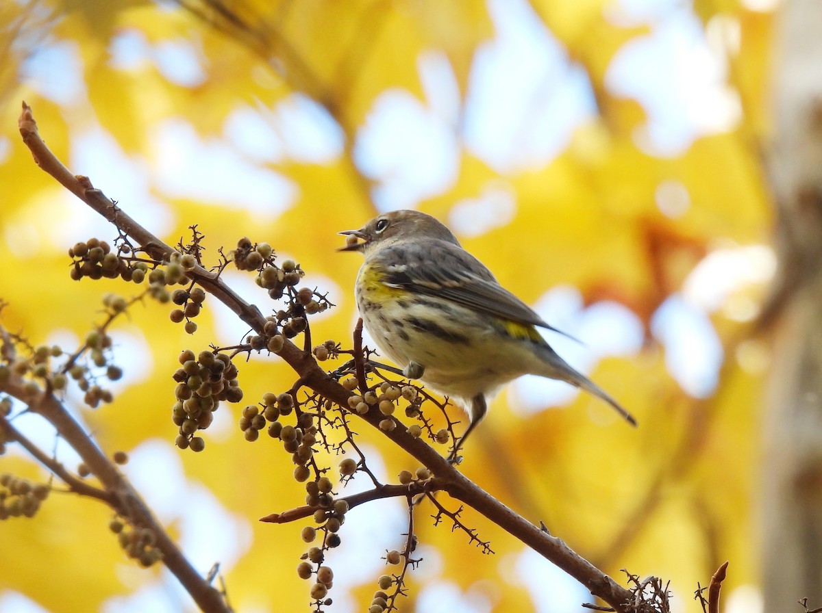 Yellow-rumped Warbler (Myrtle) - Cristina Hartshorn
